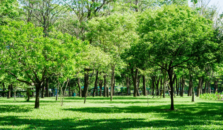 Guadalajara tendrá un nuevo bosque urbano con 600 árboles, alberca y más