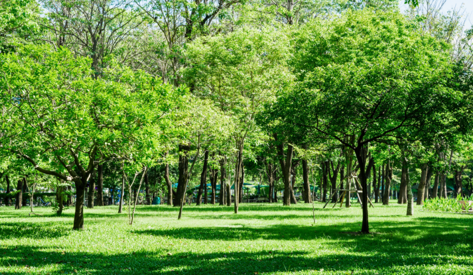Guadalajara tendrá un nuevo bosque urbano con 600 árboles, alberca y más