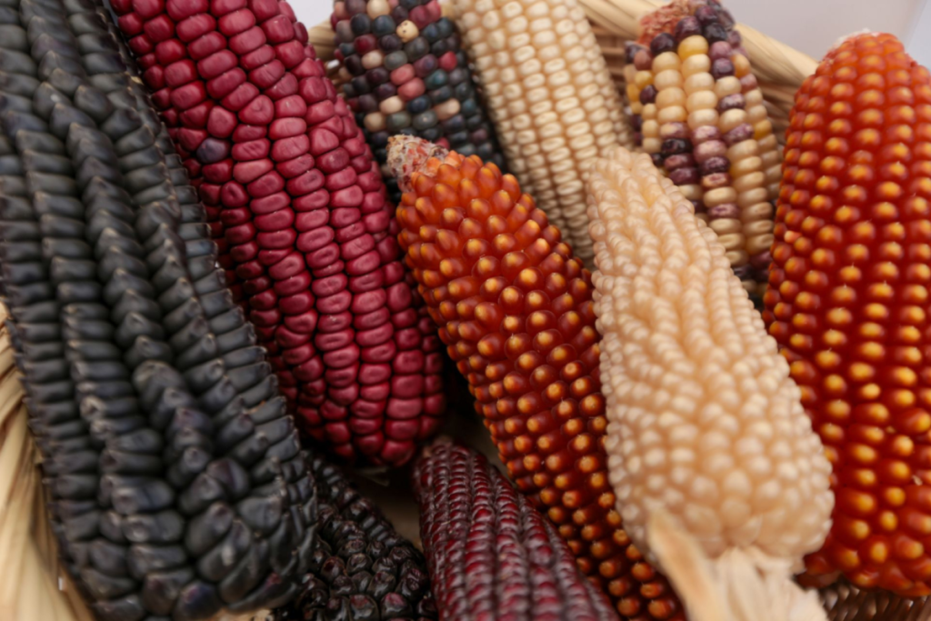 Guadalajara Corn Fair