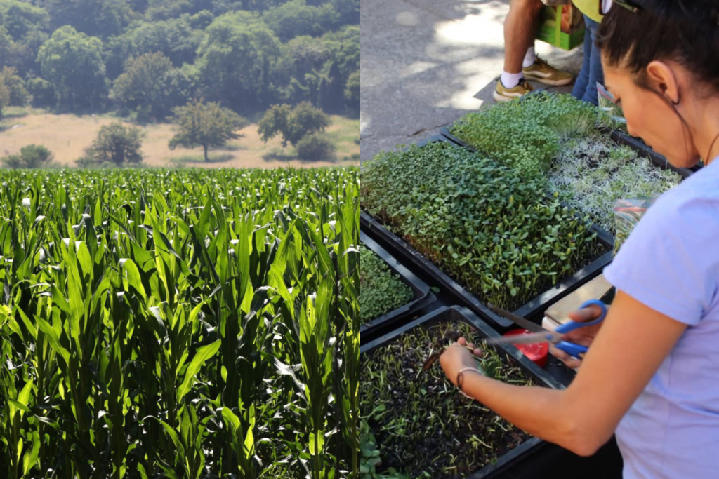 Guadalajara Corn Fair