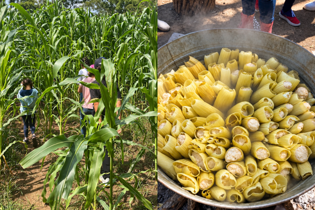Tamal-making among the flowers