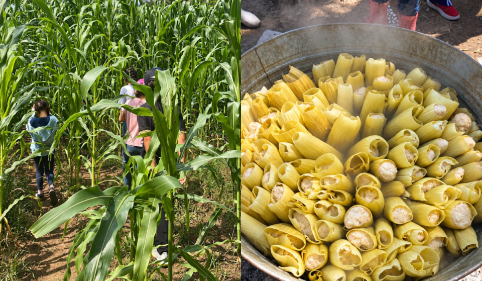 Harvest corn, make tamales, and meet the animals at a ranch near Guadalajara