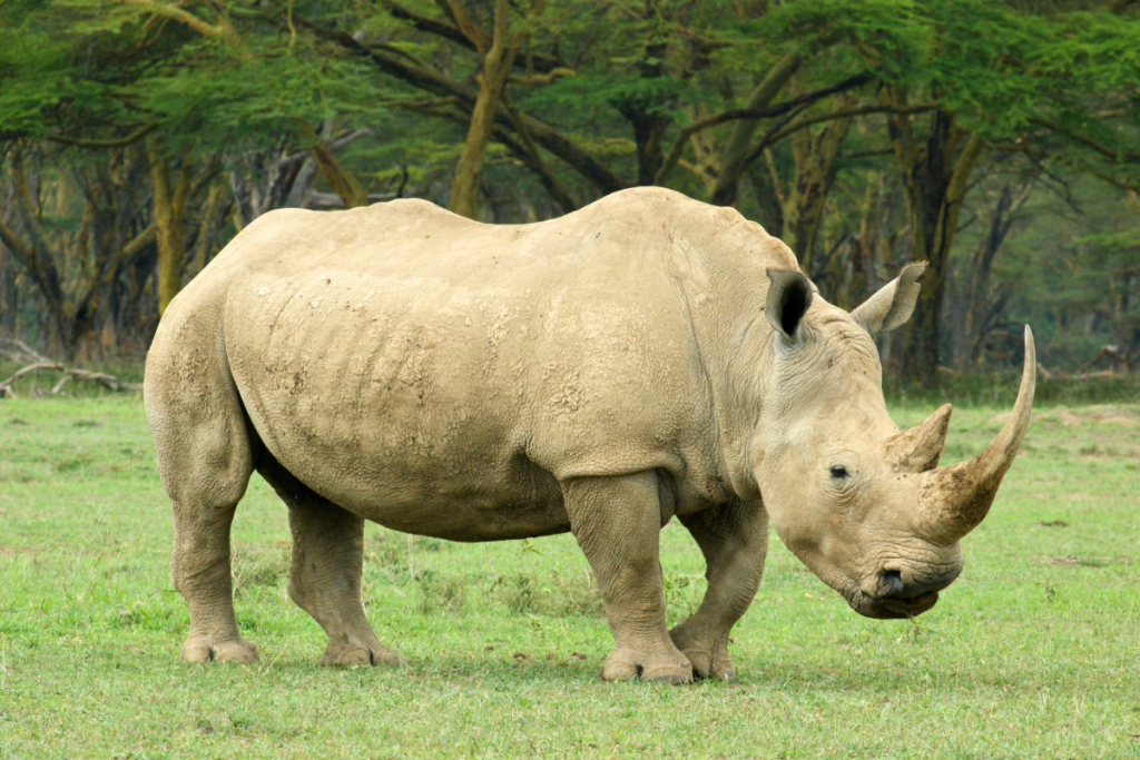 rinocerontes zoológico guadalajara