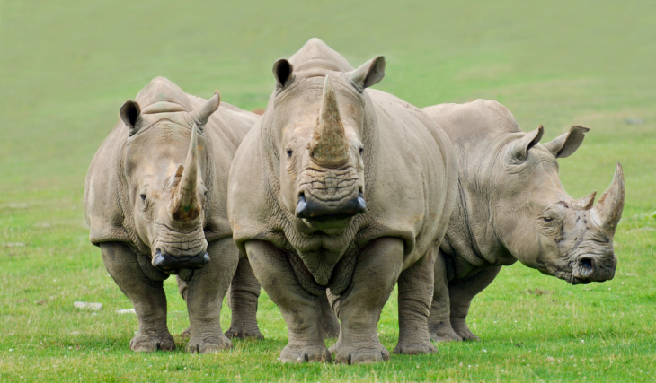 Llegan cuatro rinocerontes blancos al Zoológico Guadalajara desde Europa