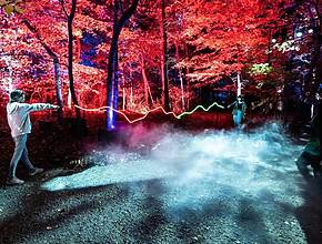 Get Your Wands Ready! The Harry Potter Forbidden Forest Experience Is Officially Open Less Than Two Hours From Indy