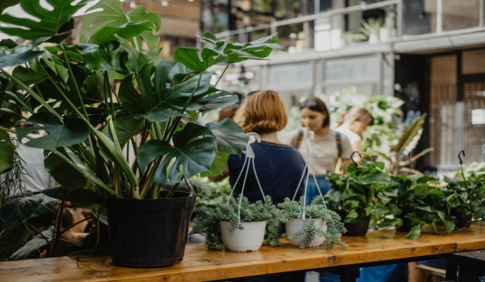 Bon Plan : vente de plantes à partir d&rsquo;1 euro avec Plantes Addict !