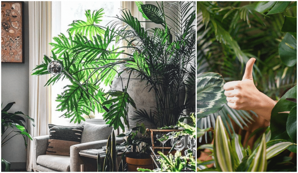 Bon plan : Plantes Addict organise une vente de plantes à partir d&rsquo;1€ au Clockwork !