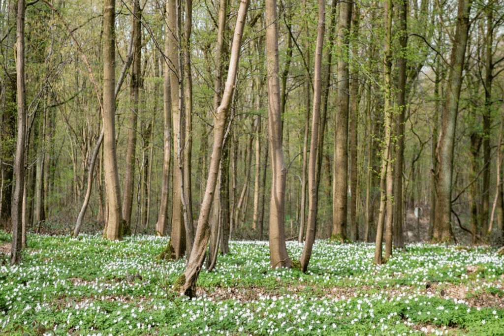 Forêt de Phalempin