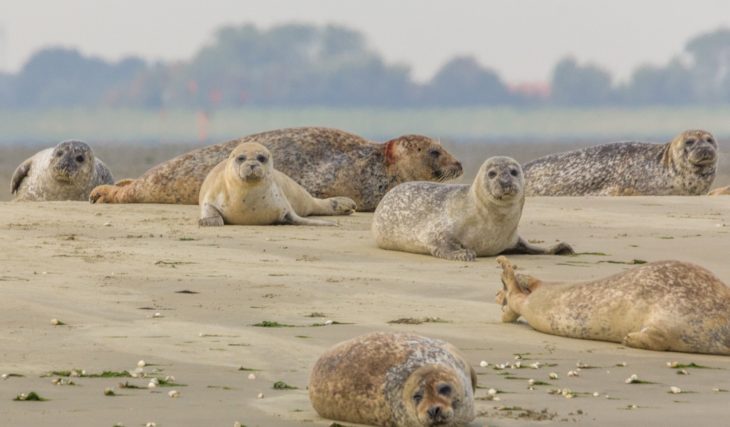 Vous pouvez observer des phoques dans leur réserve naturelle à seulement 1h45 de Lille