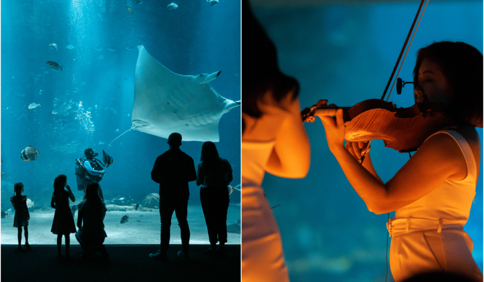 Les plus belles compositions d’Hans Zimmer feront bientôt vibrer l&rsquo;Aquarium de Nausicaá de Boulogne-sur-Mer !