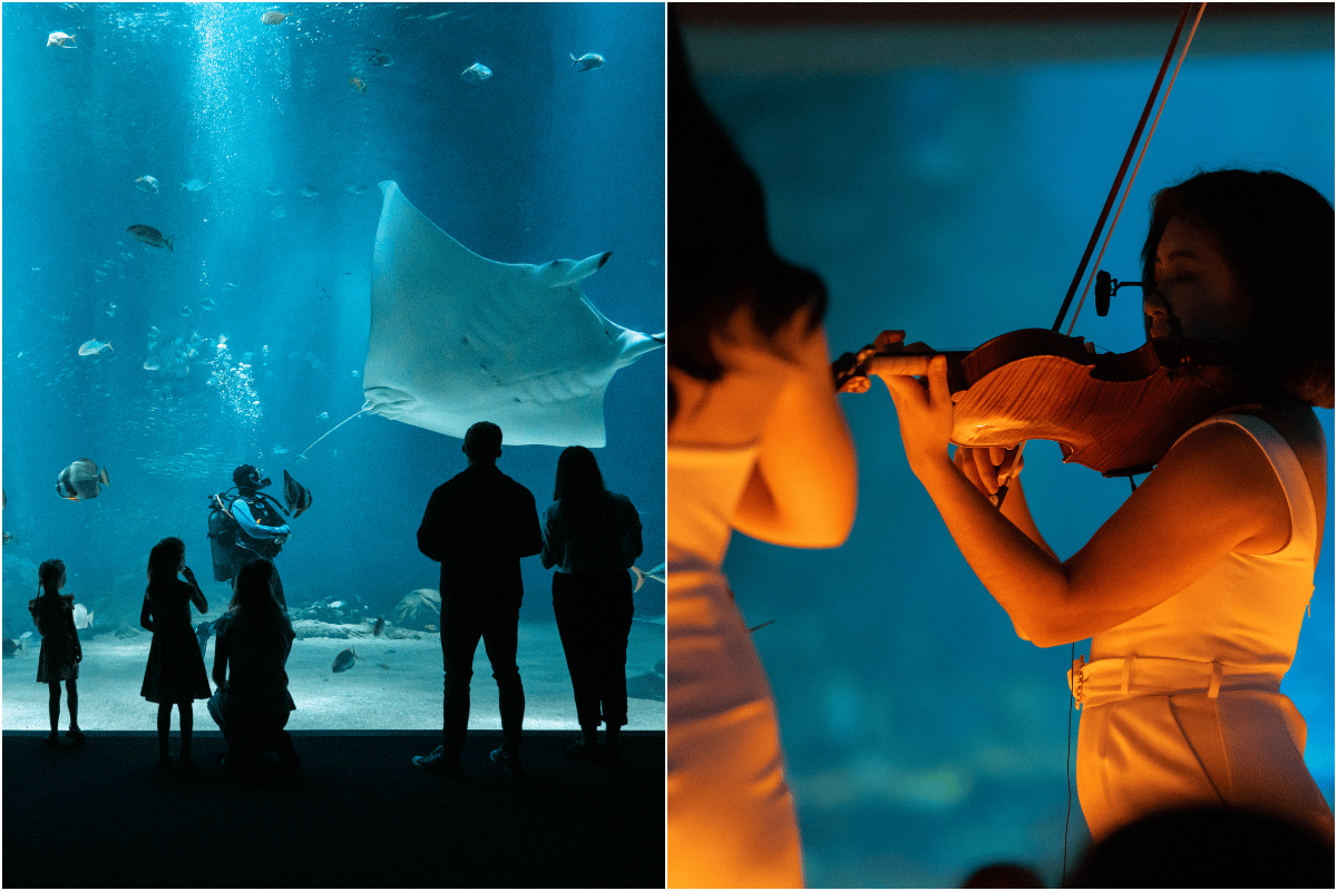 Aquarium de Nausicaá nouvel hôte des concerts Candlelight