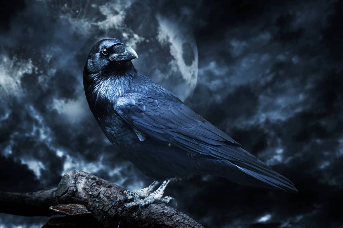 Photo d'un corbeau avec une nuit sombre et la lune dans le fond