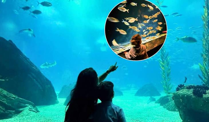 Lisboa para los amantes de los animales: la aventura más increíble con tiburones, pingüinos e incluso cerdos de granja