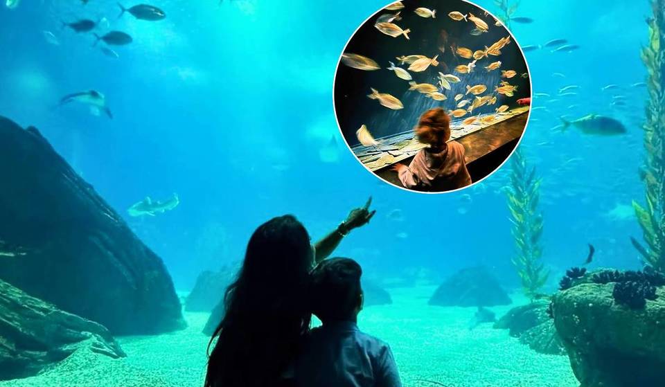 Lisbonne pour les amoureux des animaux : l&rsquo;aventure la plus incroyable avec des requins, des pingouins et même des cochons de ferme