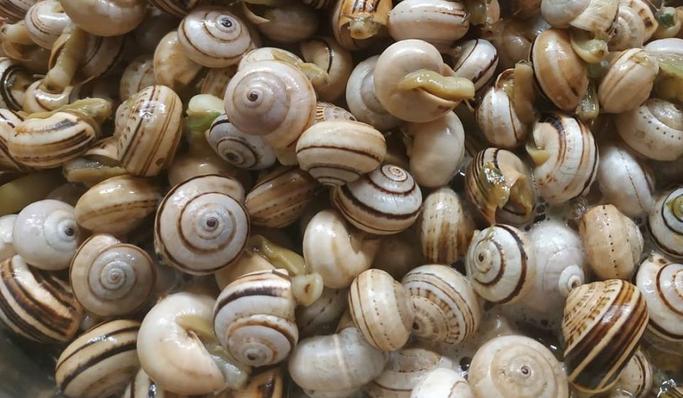Estes festivais do caracol têm petiscos, música e artesanato