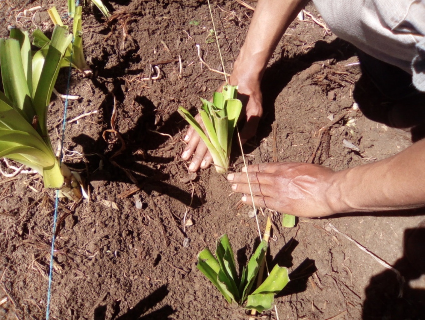 C mara Municipal De Lisboa Promove Cursos Gratuitos De Jardinagem c-mara-municipal-de-lisboa-promove-cursos-gratuitos-de-jardinagem
