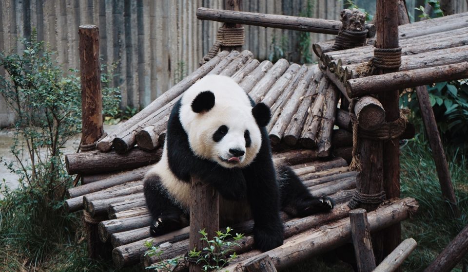 8 jardins zoológicos para visitar online