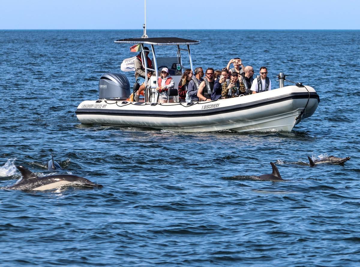 observação de golfinhos no rio tejo com a sea eo tours
