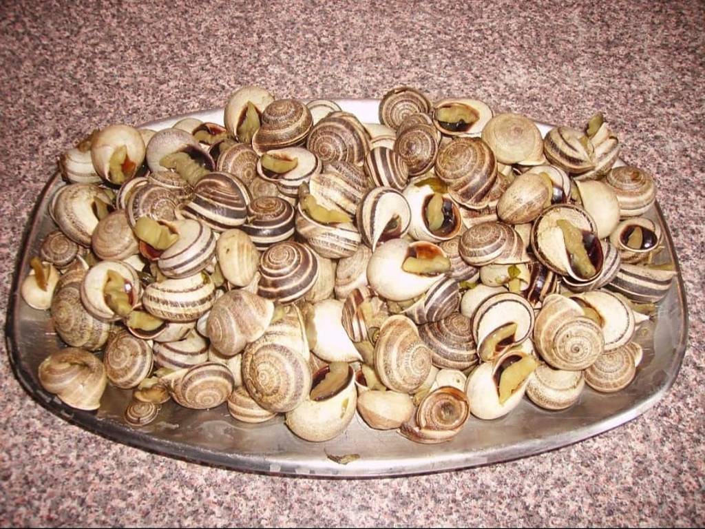 des escargots chez le roi des escargots