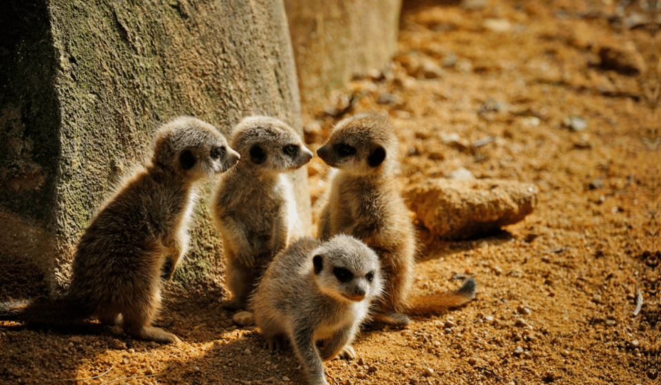Há novas crias de suricatas para ver no Jardim Zoológico de Lisboa