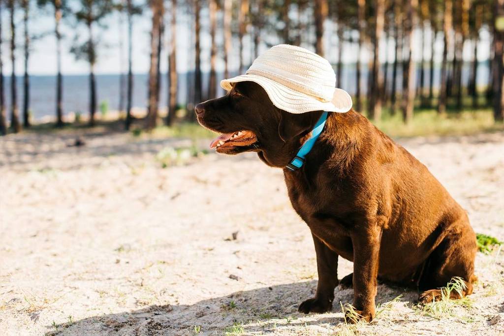 Há várias praias dog e pet friendly em Portugal de Norte a Sul