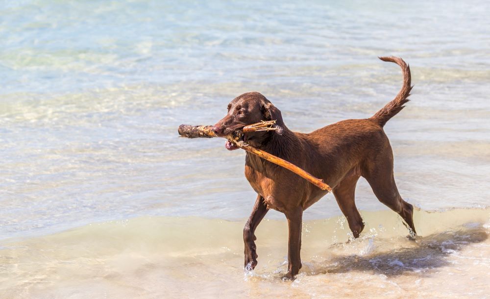 Há várias praias dog e pet friendly em Portugal de Norte a Sul