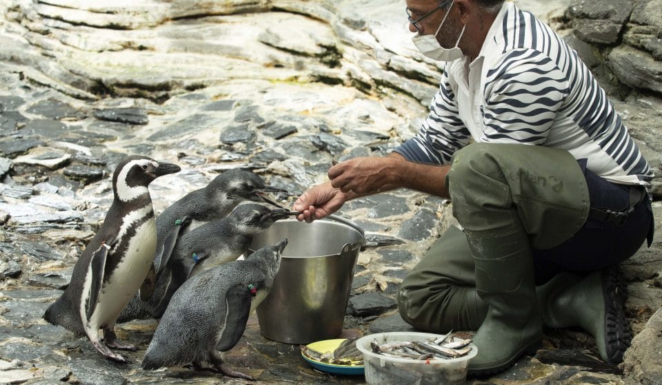 Há três novas crias de pinguim no Oceanário de Lisboa