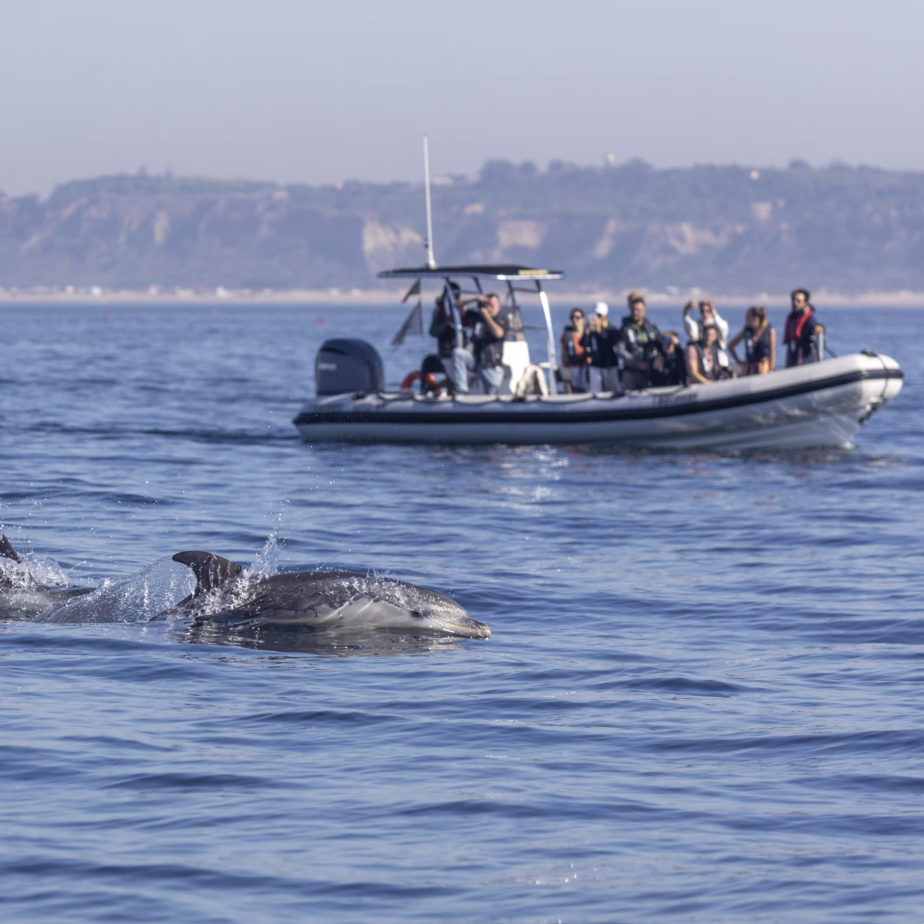 escursione per l’avvistamento dei delfini sul Tago