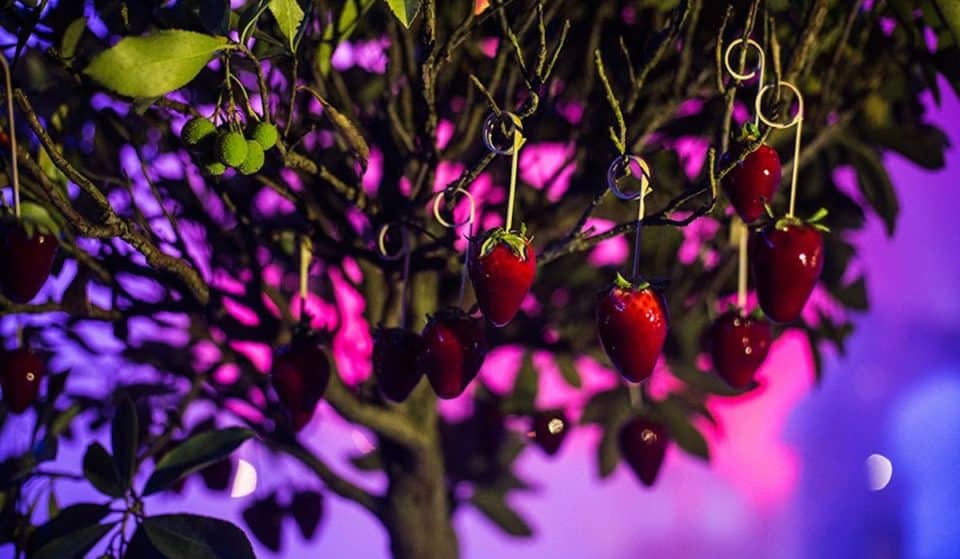 O Sky Bar Oriente vai receber o primeiro dinner show Cook & Fun do país