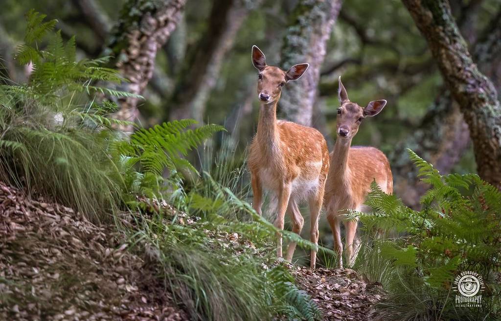 La Tapada Nacional de Mafra festeggia la Festa della Mamma con una promozione speciale per esperienze nella natura, alci