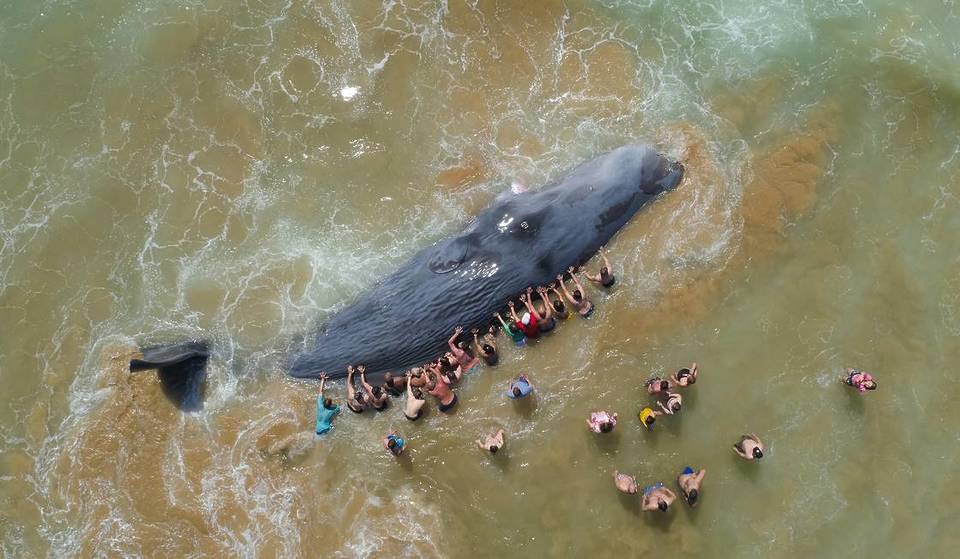 Fotografia de baleia na Costa da Caparica pertence a português e venceu prémio muito importante