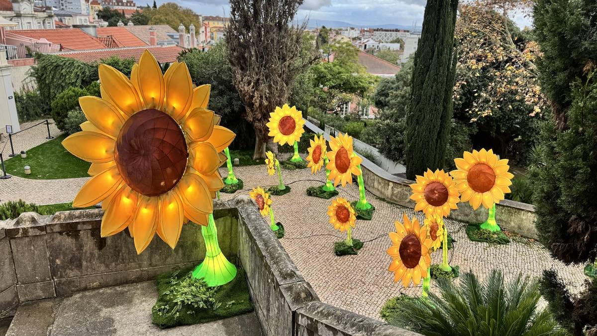 girassóis numa exposição em lisboa
