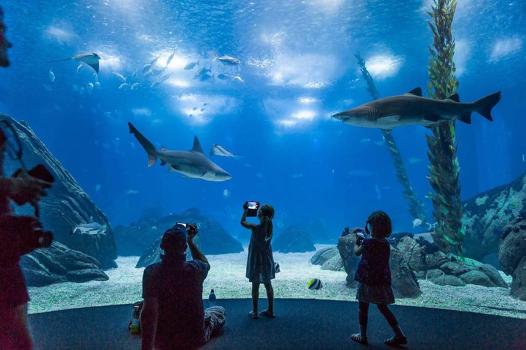Aquário Central Oceanário de Lisboa, biglietti scontati per Natale