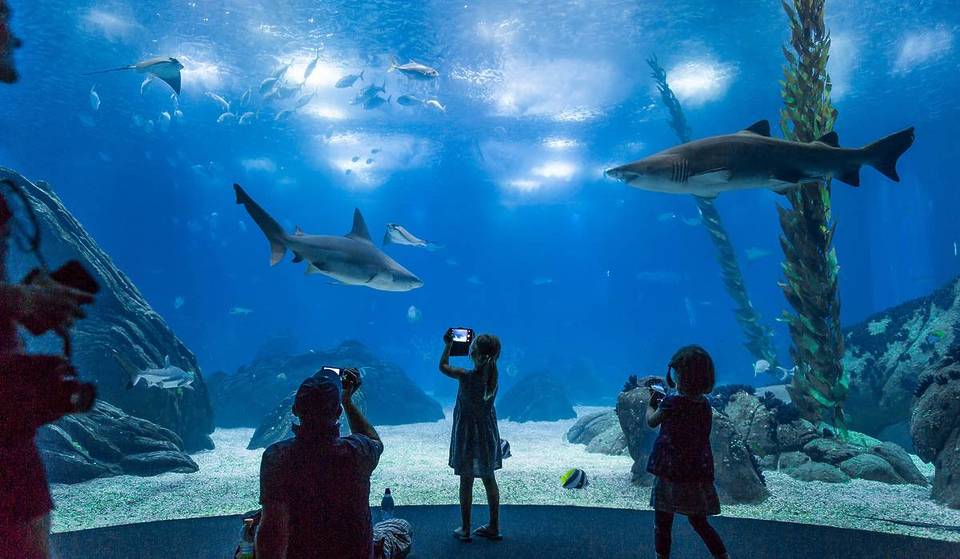 Un océanarium de Lisbonne comme vous n&rsquo;en avez jamais vu, parfait pour les soirées d&rsquo;hiver