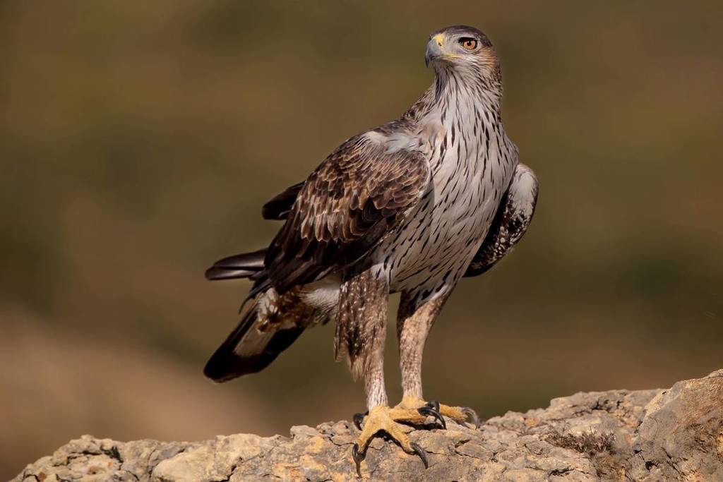 Águila perdicera: ya hay dos pollos de este animal vulnerable en la Tapada Nacional de Mafra