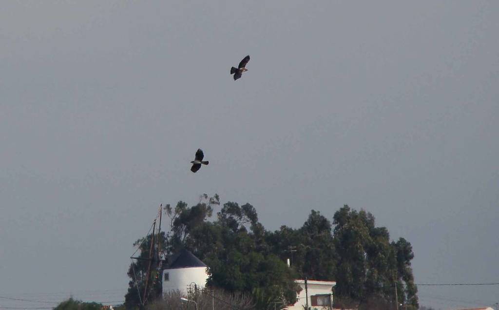 Águia-de-Bonelli: agora há duas crias deste animal vulnerável na Tapada Nacional de Mafra