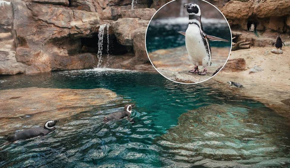 Vous pouvez désormais visiter la nouvelle « maison » des manchots de Magellan à l&rsquo;Océanarium de Lisbonne