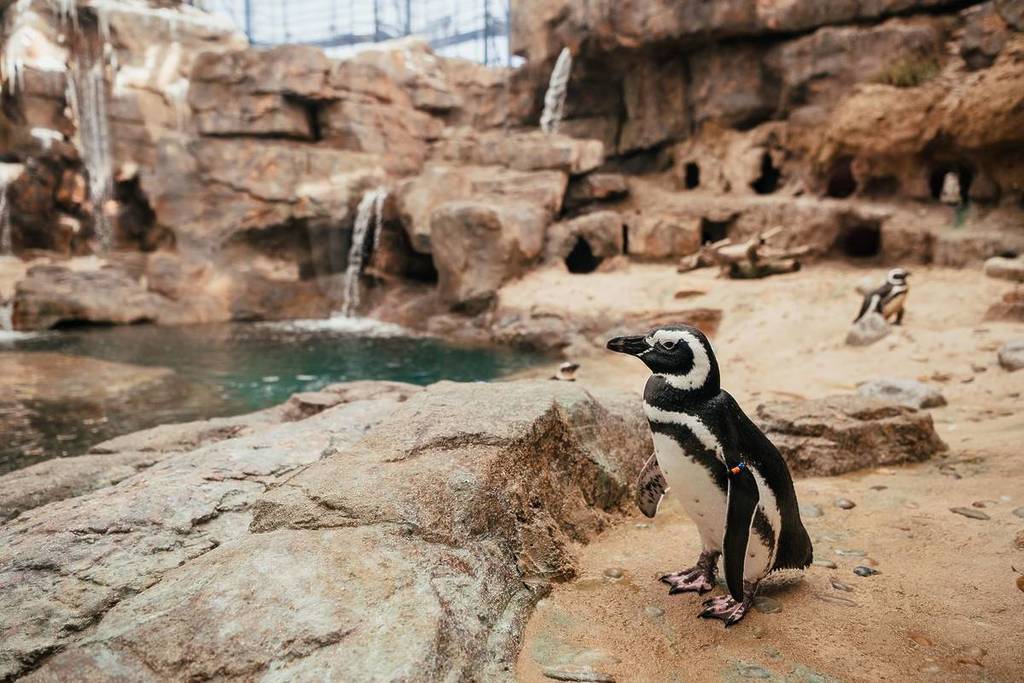Pinguins-de-magalhães com habitat renovado no Oceanário de Lisboa