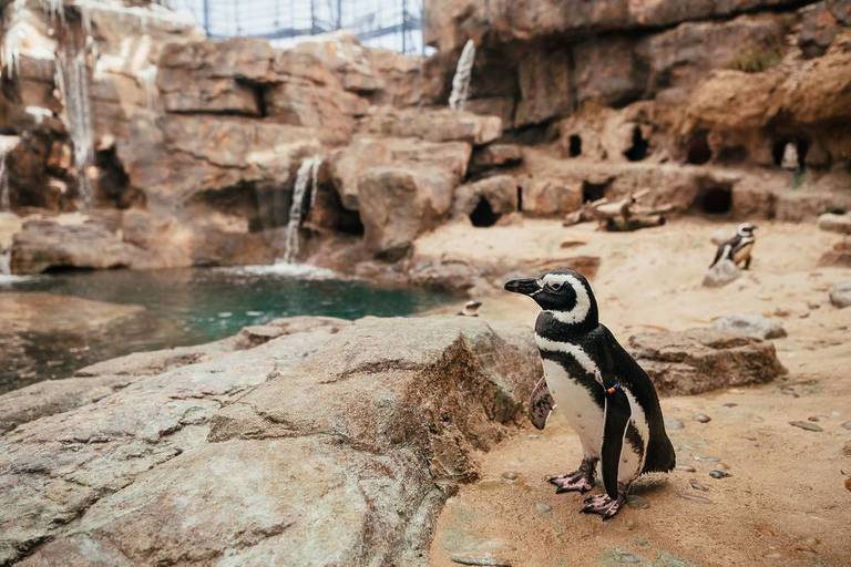 Já é possível visitar a nova ‘casa’ dos pinguins-de-magalhães no ...