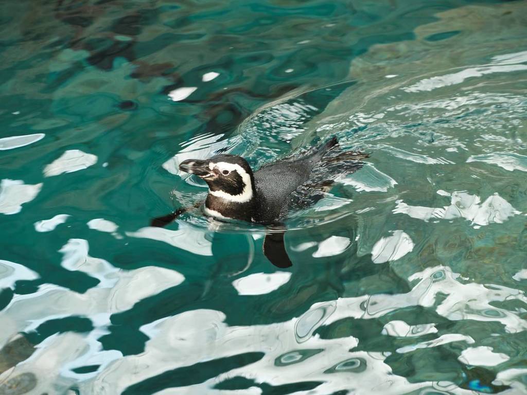 Pinguins-de-magalhães com habitat renovado no Oceanário de Lisboa