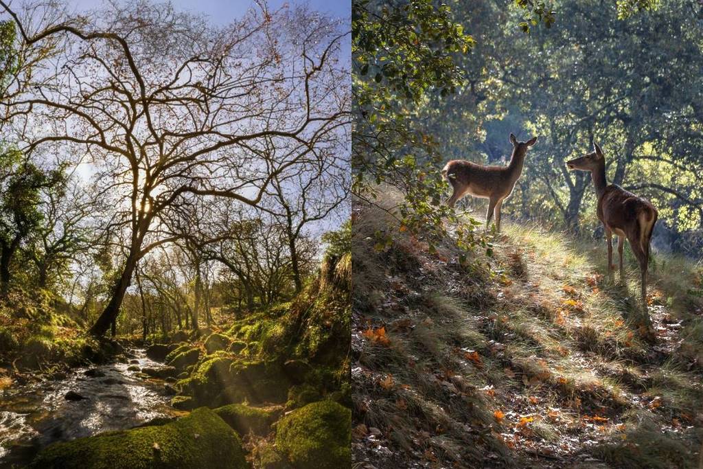 A Tapada Nacional de Mafra está promover experiências únicas de outono