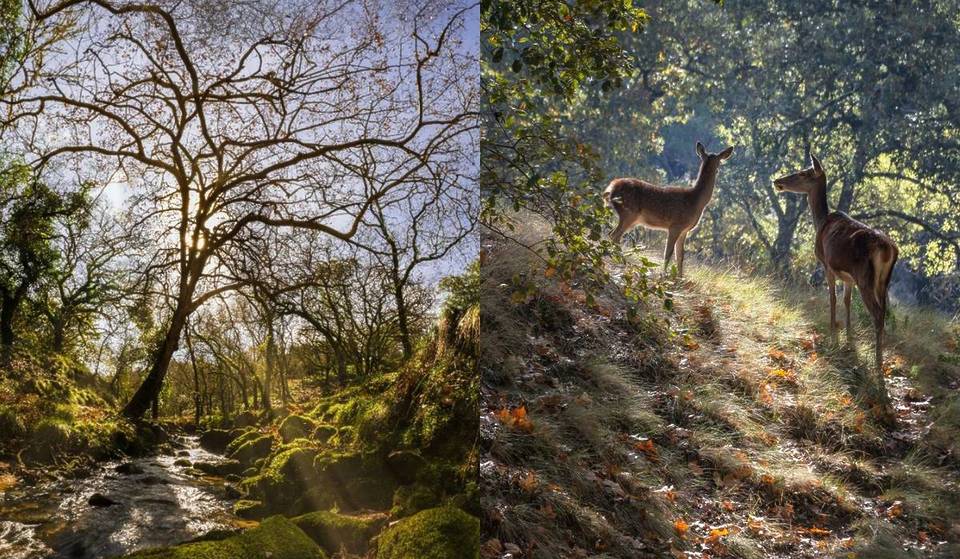 Wanderwege, Yoga und Brunch: Was Sie im &#8222;Zauberwald&#8220; von Mafra unternehmen können, um den Herbst von seiner besten Seite zu erleben