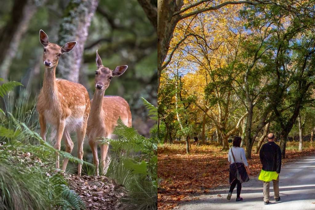 A Tapada Nacional de Mafra está promover experiências únicas de outono