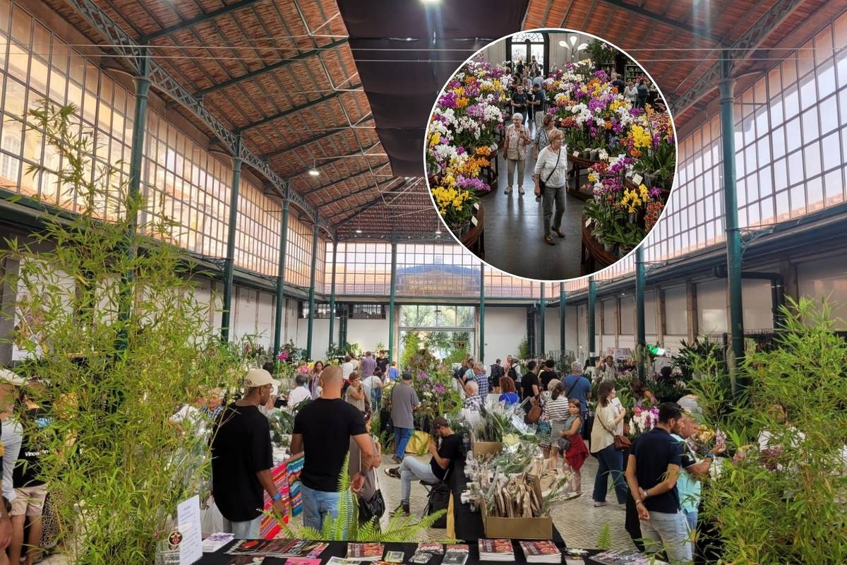 Lisbon's Autumn Bloom: 90,000 Orchids to Transform the City into a Floral Paradise