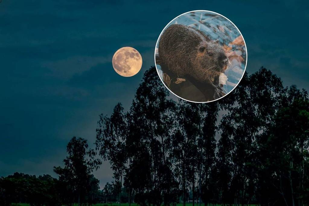 L'avant-dernière super lune de l'année arrive : la pleine lune du castor