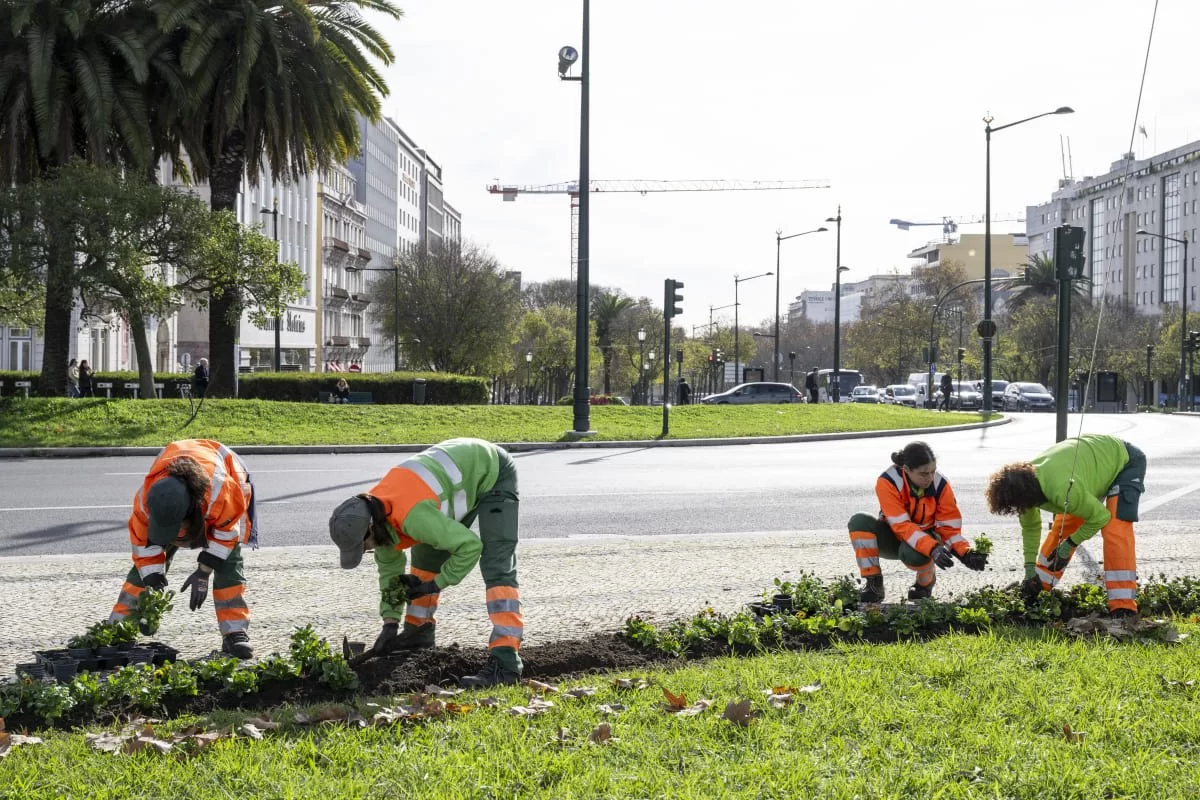Jardineiros da Câmara Municipal de Lisboa a plantar flores Amor-perfeito na rotunda do Marquês de Pombal