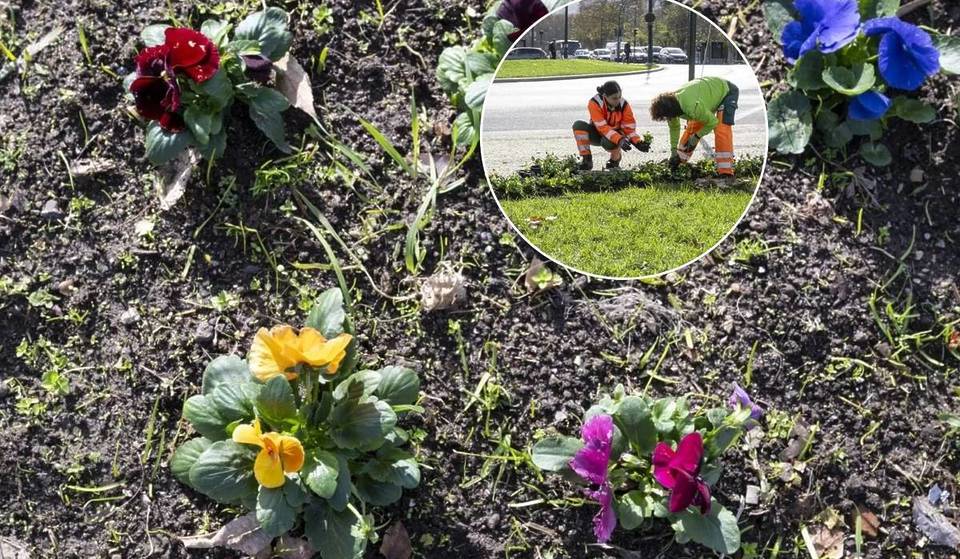 Le rond-point Marquês de Pombal va prendre des couleurs : 11 000 fleurs transforment le cœur de Lisbonne cet hiver