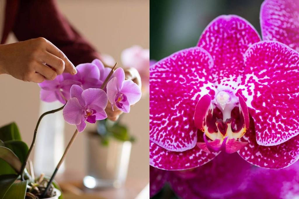 A Exposição de Orquídeas vai invadir o Zoo de Lisboa
