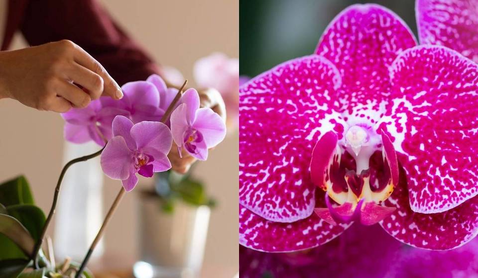 This ‘sanctuary’ of orchids at the Zoo is only open for three days: find out how and when to visit