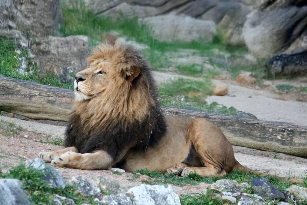 lion, Father’s Day at the Lisbon Zoo